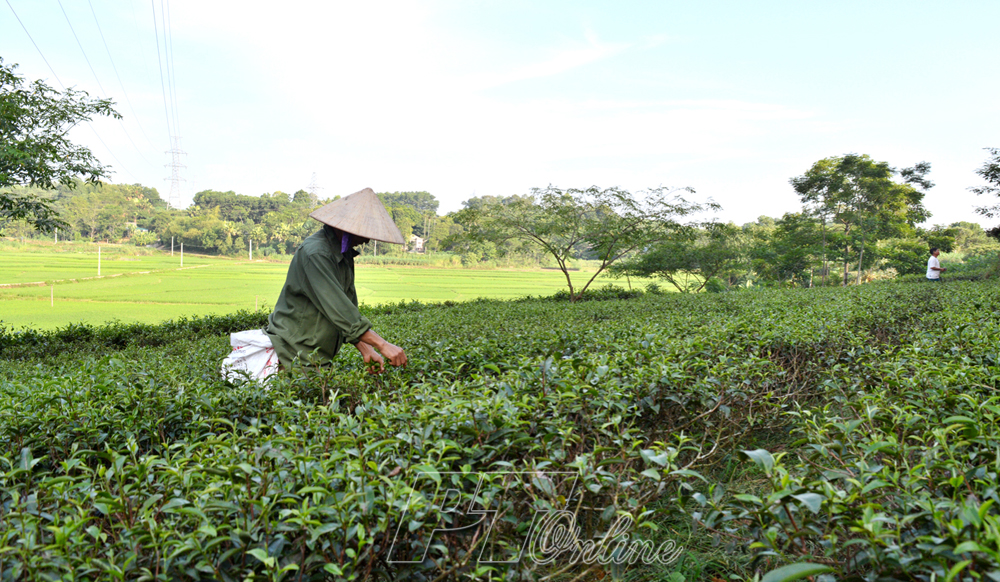 Đăng ký nhãn hiệu hàng hóa: Doanh nghiệp và người dân chưa mặn mà