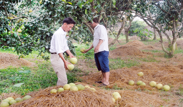 Bảo vệ thương hiệu bưởi Đoan Hùng: Đừng để "mất bò mới lo làm chuồng"