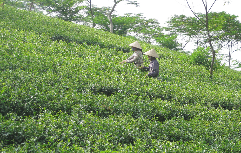 Xây dựng thương hiệu chè xanh Phú Thọ