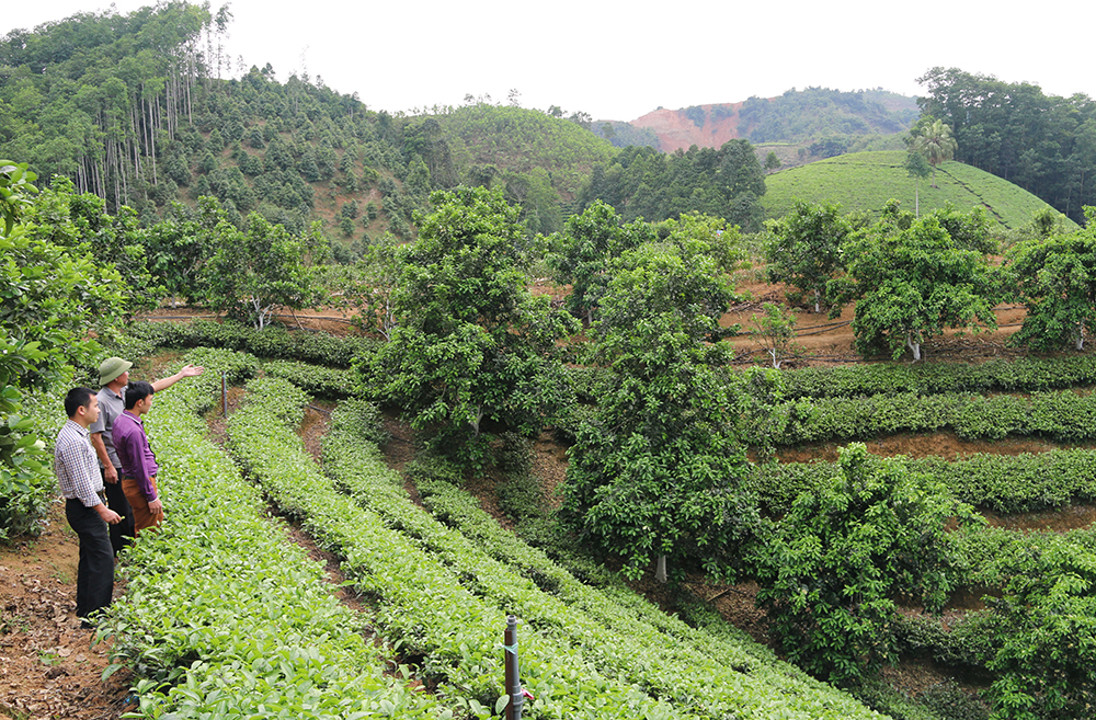 Đầu tư ứng dụng khoa học công nghệ trong lĩnh vực sản xuất nông, lâm nghiệp