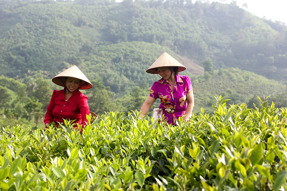 Đảm bảo an toàn thực phẩm trong sản xuất, chế biến chè