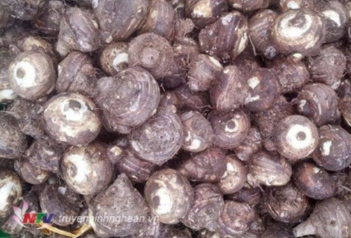 Nghiên cứu phát triển một số vùng sản xuất khoai môn, sọ (colocasia esculenta (l.) schott) theo hướng hàng hóa ở miền núi phía Bắc
