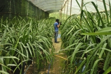 Quy hoạch tổng thể vùng nông nghiệp ứng dụng công nghệ cao