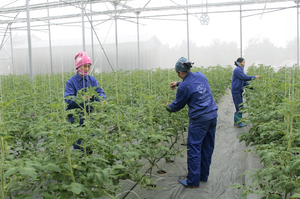 Tăng cường thu hút đầu tư vào sản xuất nông nghiệp chất lượng cao