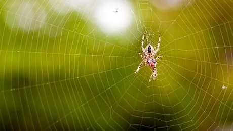 Sử dụng tơ nhện làm máy trợ thính nhạy hơn