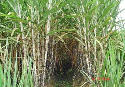  Sản xuất thử và phát triển hai giống mía K95-156 và Suphanburi7