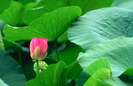 Công dụng kỳ diệu của lá sen