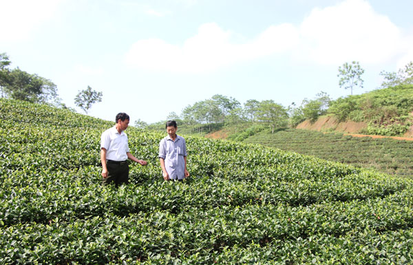 Xây dựng thương hiệu chè Phú Thọ